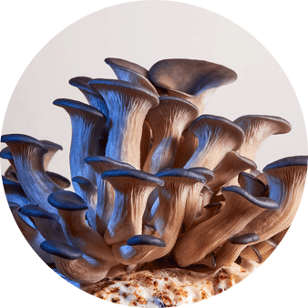 cogumelos ostra crescem rápido