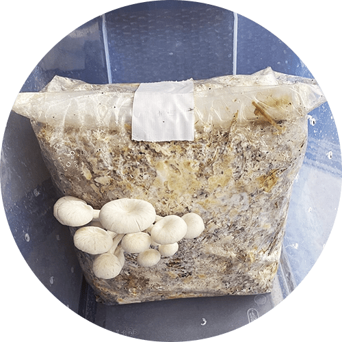 tipos de cogumelos ostra