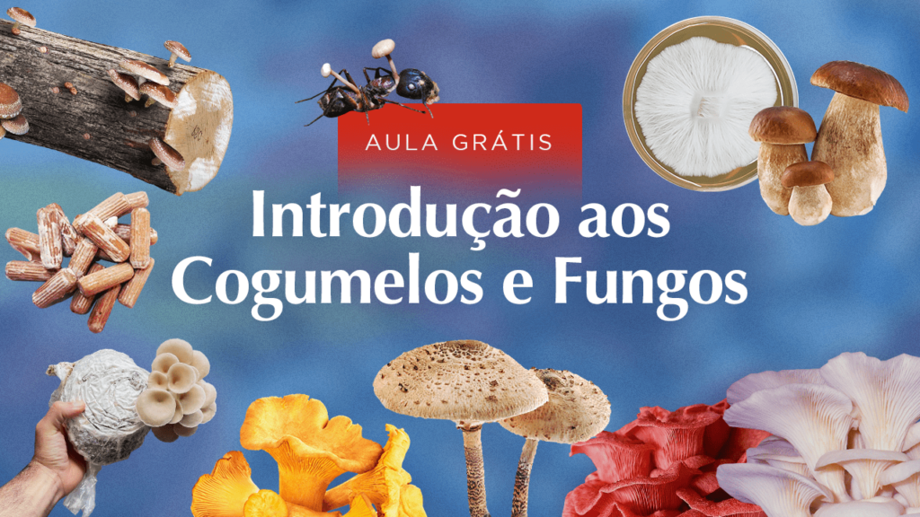 aula grátis introdução aos fungos e cogumelos